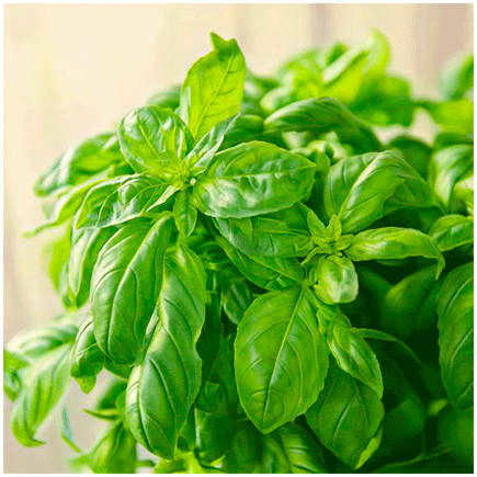 Basil 0028 Natural flavour